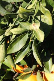            Sun leaves (Riverside, CA)   