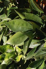            Sun leaves (Riverside, CA)   