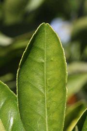              Margin (Riverside, CA)       