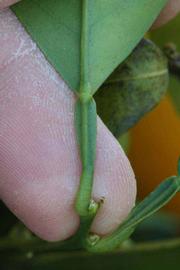              Petiole (Riverside, CA)       