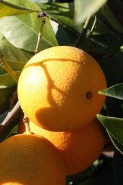            Fruit (Riverside, CA)   