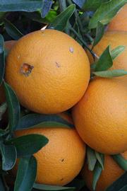            Fruit (Riverside, CA)   