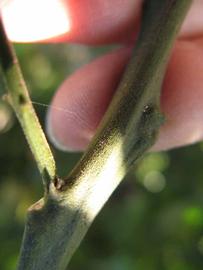                  First year twig   (Winter Haven, FL)       