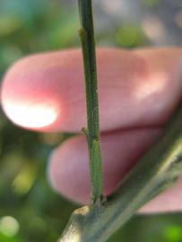                  First year twig   (Winter Haven, FL)       