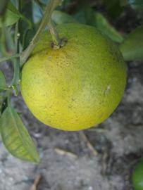              Immature fruit (Winter Haven, FL)   