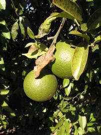              Immature fruit (Winter Haven, FL)   