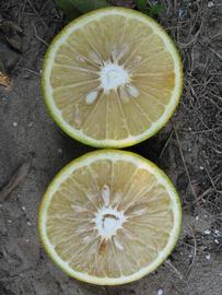              Fruit cross-section (Winter Haven, FL)   