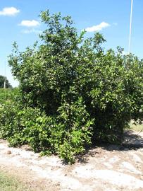                 Habit (Winter Haven,   FL)   