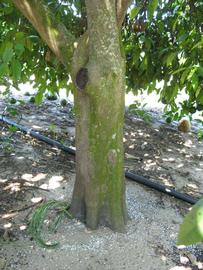            Bark (Winter Haven, FL)            