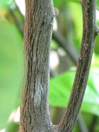                 Second - third year twig (Winter Haven,   FL)   