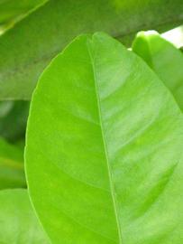                 Margin (Winter Haven,   FL)   