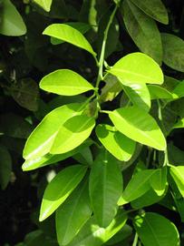                 Sun leaves (Winter Haven,   FL)   