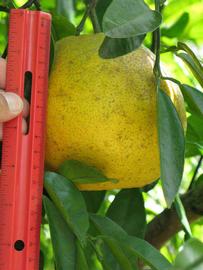                 Fruit (Winter Haven,   FL)   