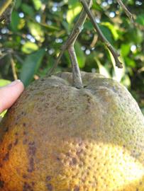              Fruit (Winter Haven, FL)   