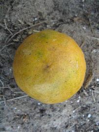              Fruit (Winter Haven, FL)   