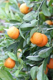            Fruit (Sniff, Riverside, CA)   