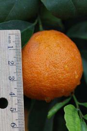            Fruit (Sniff, Riverside, CA)   