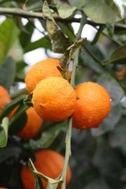            Fruit (Sniff, Riverside, CA)   