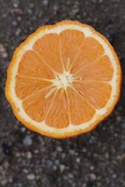            Fruit cross-section (Sniff, Riverside, CA)   