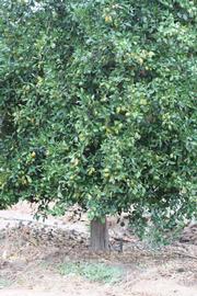            Habit (Riverside, CA)   