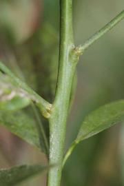            First year twig (Riverside, CA)   