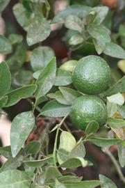              Sun leaves (Riverside, CA)       