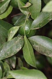              Shade leaves (Riverside, CA)       