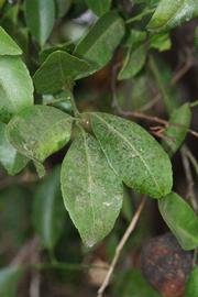              Shade leaves (Riverside, CA)       