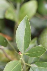              Unifoliolate leaf (Riverside, CA)       
