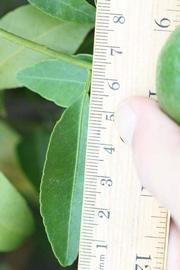              Unifoliolate leaf (Riverside, CA)       