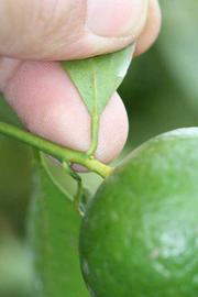              Petiole (Riverside, CA)       