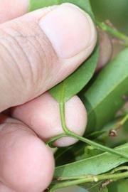              Petiole (Riverside, CA)       