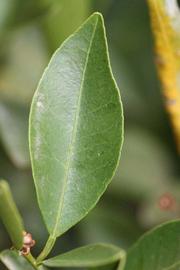              Unifoliolate leaf (Riverside, CA)       