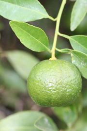            Immature fruit (Riverside, CA)   