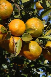            Fruit (Riverside, CA)   