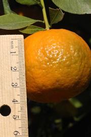            Fruit (Riverside, CA)   