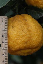            Fruit (South Afircan, Riverside, CA)   