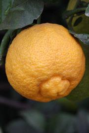              Fruit of  Citrus jambhiri        (Rough, Riverside,   CA)       