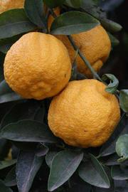            Fruit (South African, Riverside, CA)   