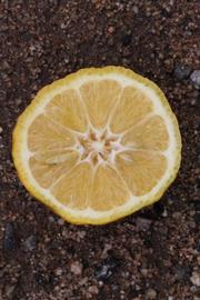            Fruit cross-section (South African, Riverside, CA)   