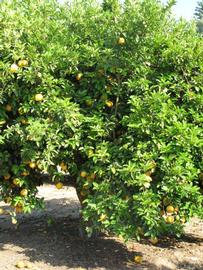            Habit (South African, Riverside, CA)   