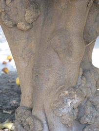            Bark (South African, Riverside, CA)   