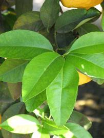             Shade leaves (South African, Riverside, CA)       