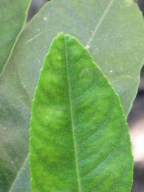              Margin (South African, Riverside, CA)       