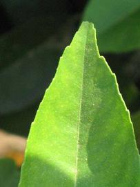              Margin (South African, Riverside, CA)       