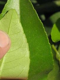              Margin (South African, Riverside, CA)       