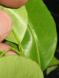              Petiole (South African, Riverside, CA)       