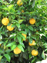              Shade leaves (South African, Riverside, CA)       