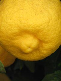            Fruit (South African, Riverside, CA)   