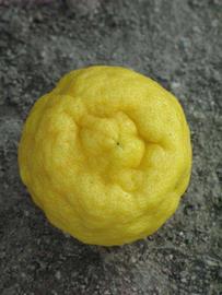               Fruit (South African, Riverside, CA)   